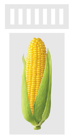 corn based allergy image
